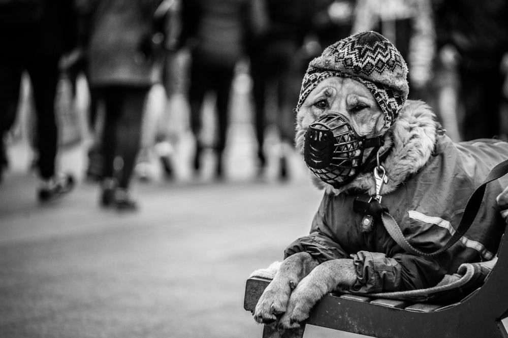 Собачья жизнь