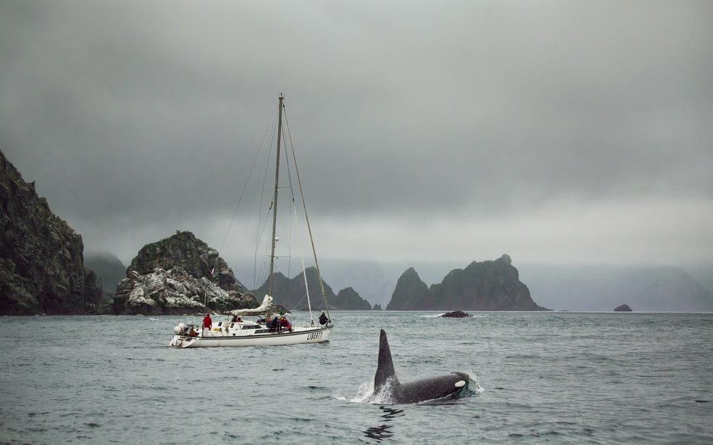 Касатка и океан