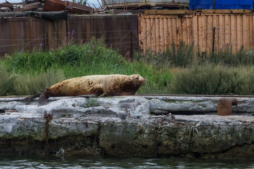 Морской лев в бухте Петропавловска-Камчатского