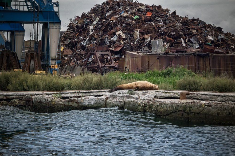 В бухте Петропавловска-Камчатского
