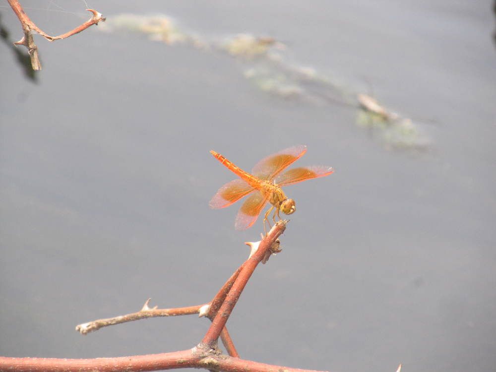 Dragon Fly