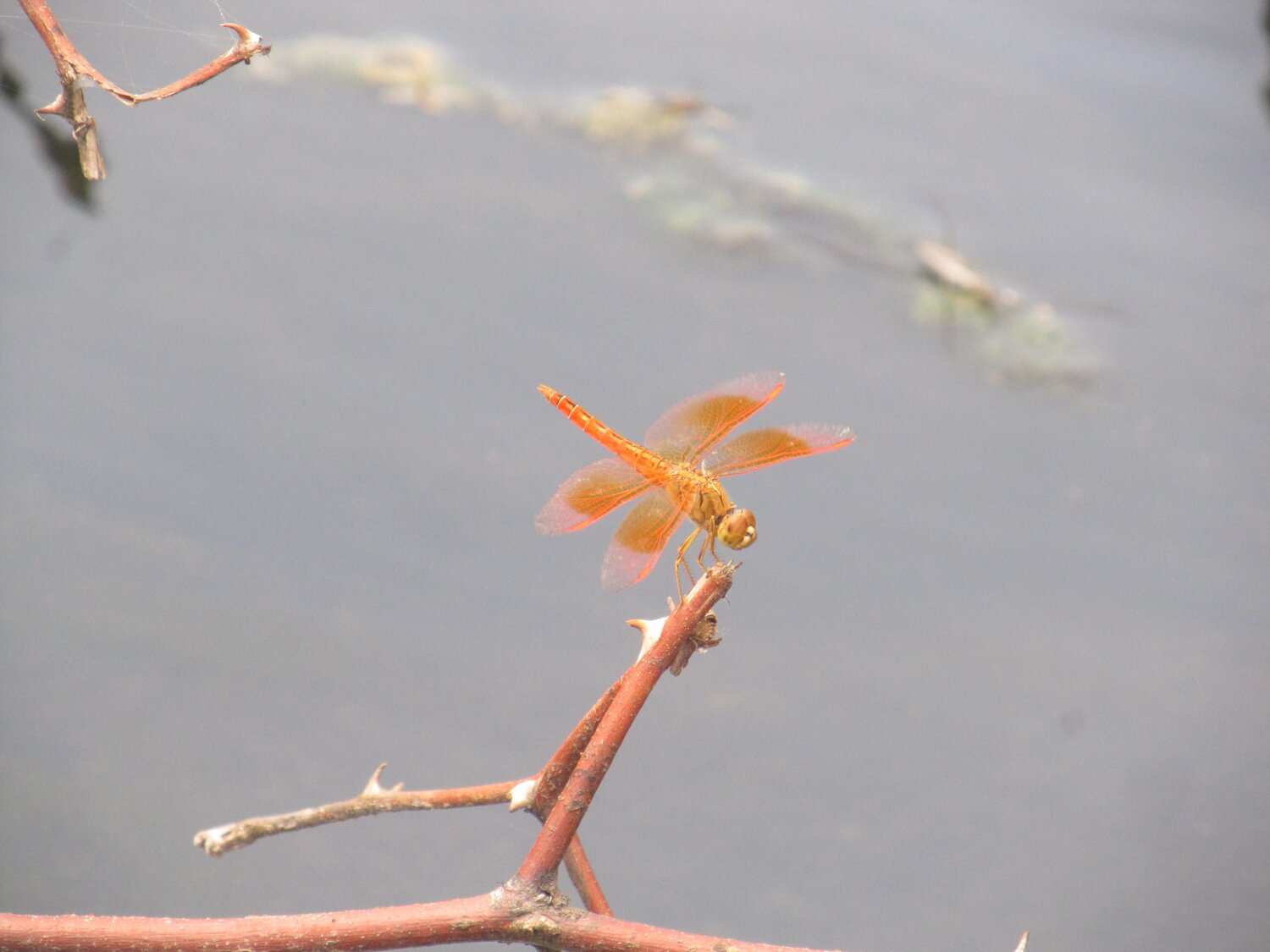 Dragon Fly