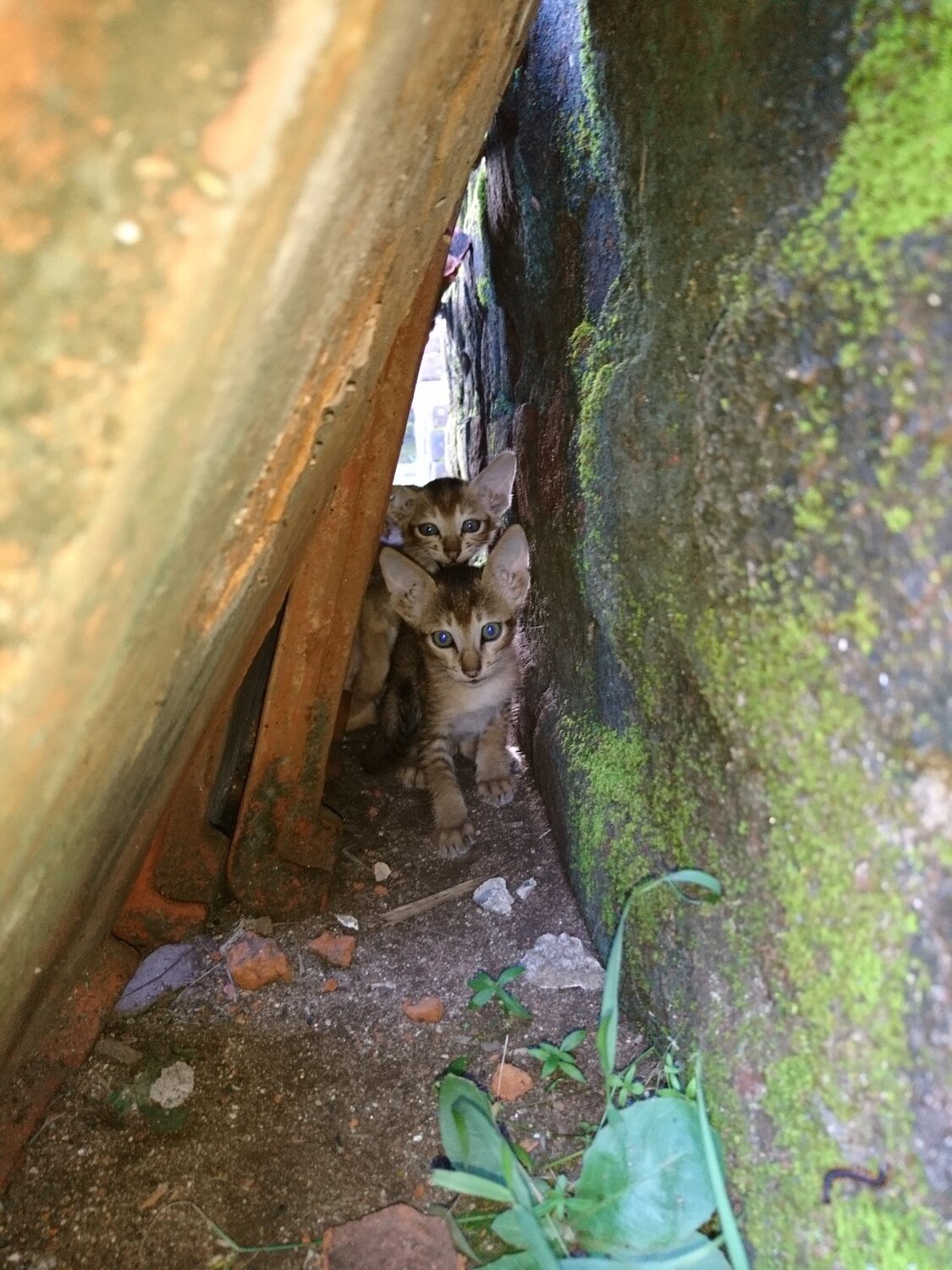 Meow..