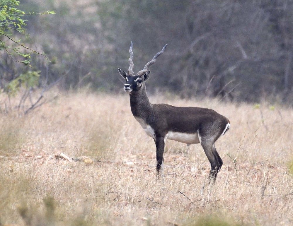 Black Buck