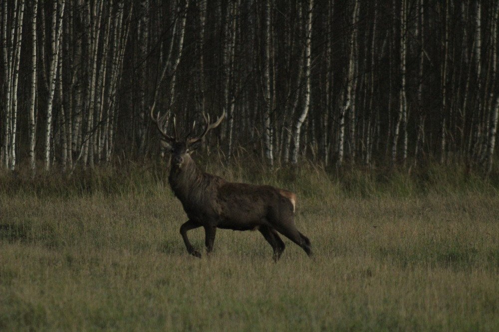 Самец благородного оленяю