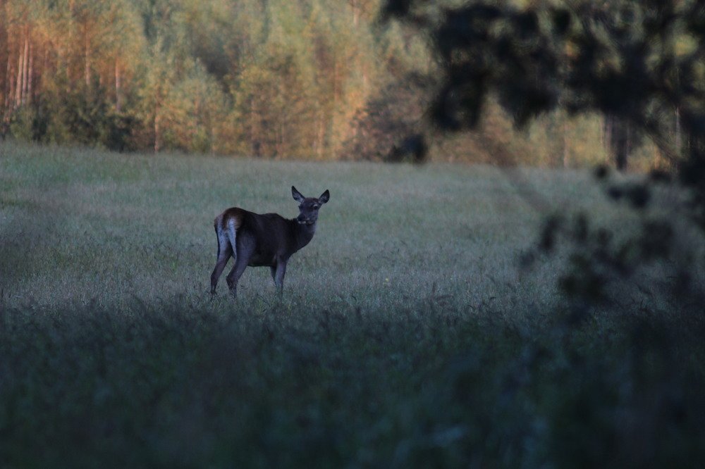 Самка благородного оленя осенью
