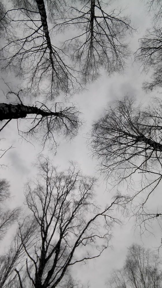 макушки деревьев