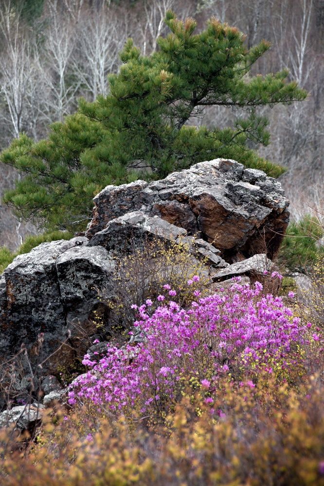 Цветущий рододендрон, или наш дальневосточный багульник, на сопках Большехехцирского заповедника