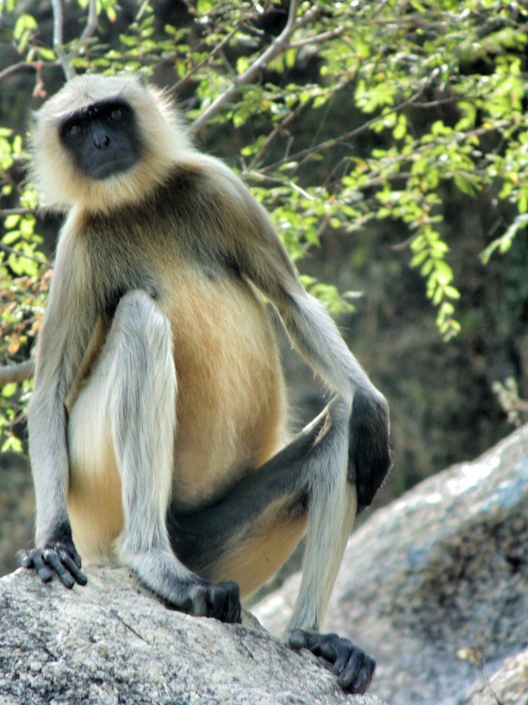 Monkey