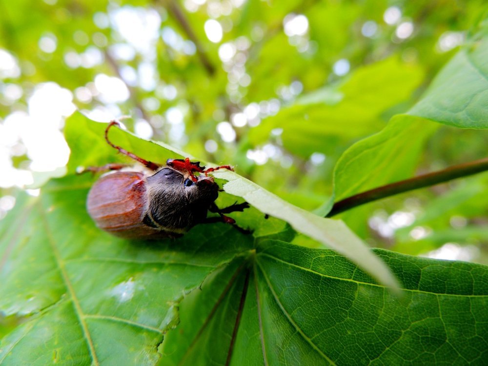 Под листочком