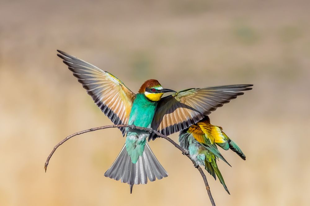 the incredible bee-eaters