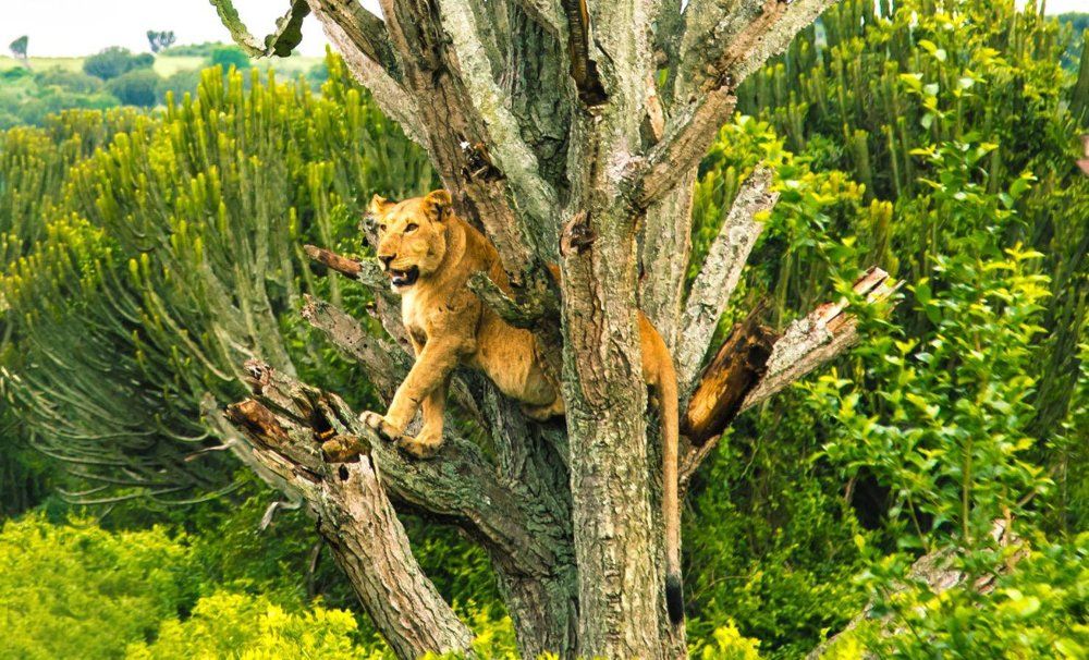 Древесные львы