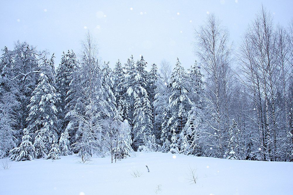 заповедный лес