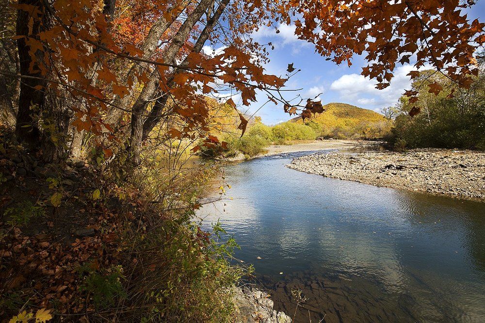 Кленовая осень Приморья