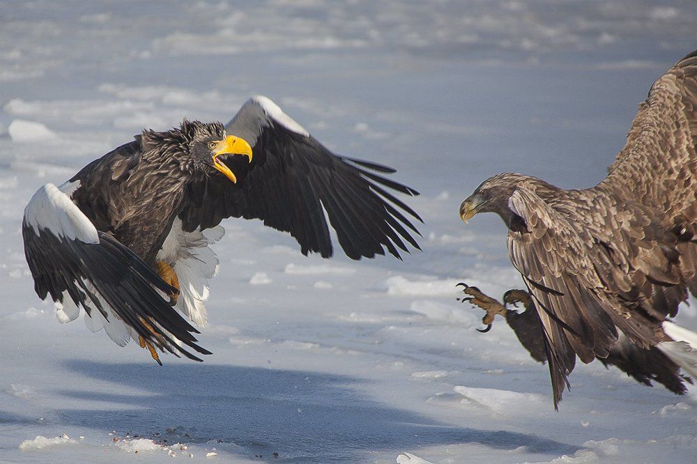 Половецкие пляски