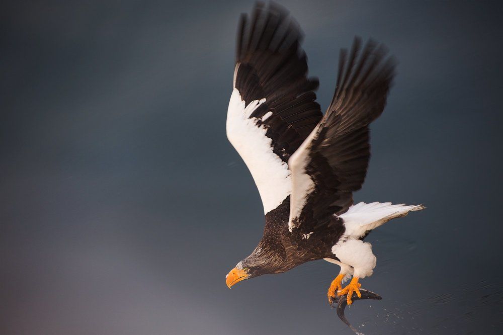 Идеальных хищник