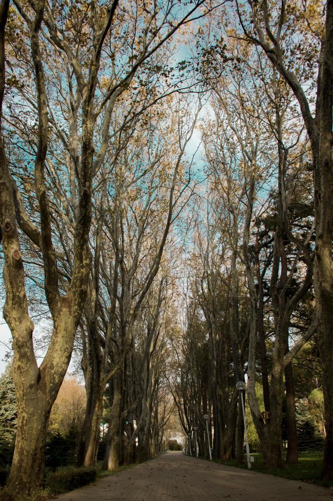 Платановая аллея осенью)