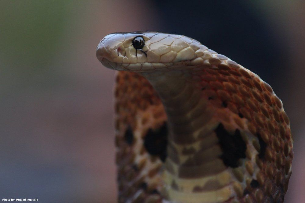 Indian Cobra