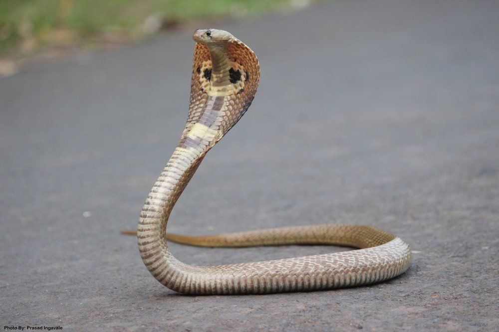 Indian Cobra Nag