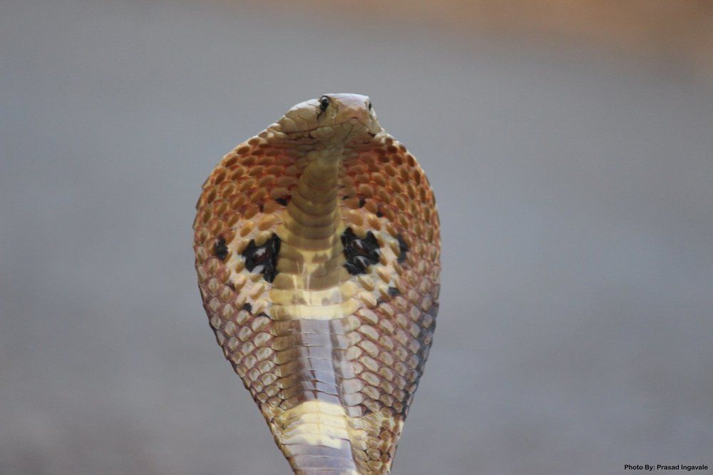 Indian Nag Cobra