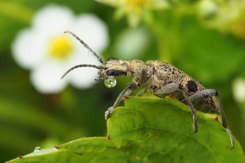 Жуки тоже плачут...