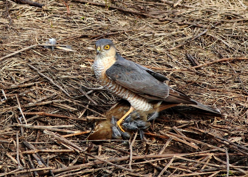 Кто не спрятался, я не виноват!
