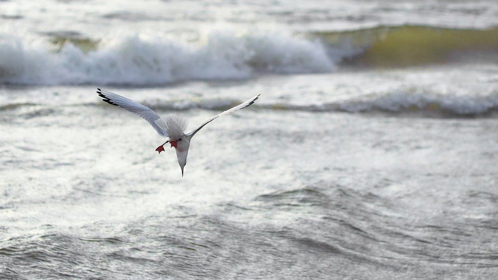 Photograph by Роман Сарапин