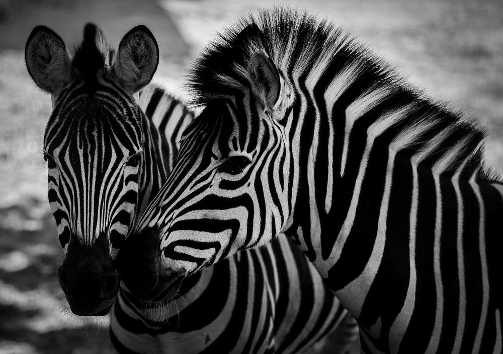 Photograph by Anrijs Slišāns