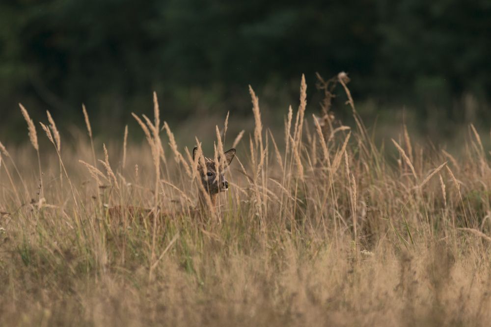 Roe Deer