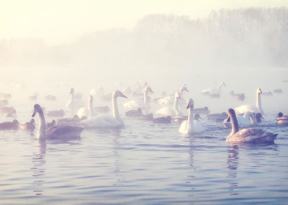 Лебединое озеро