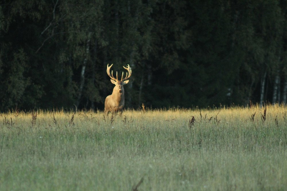 Самец благородного оленя осенью