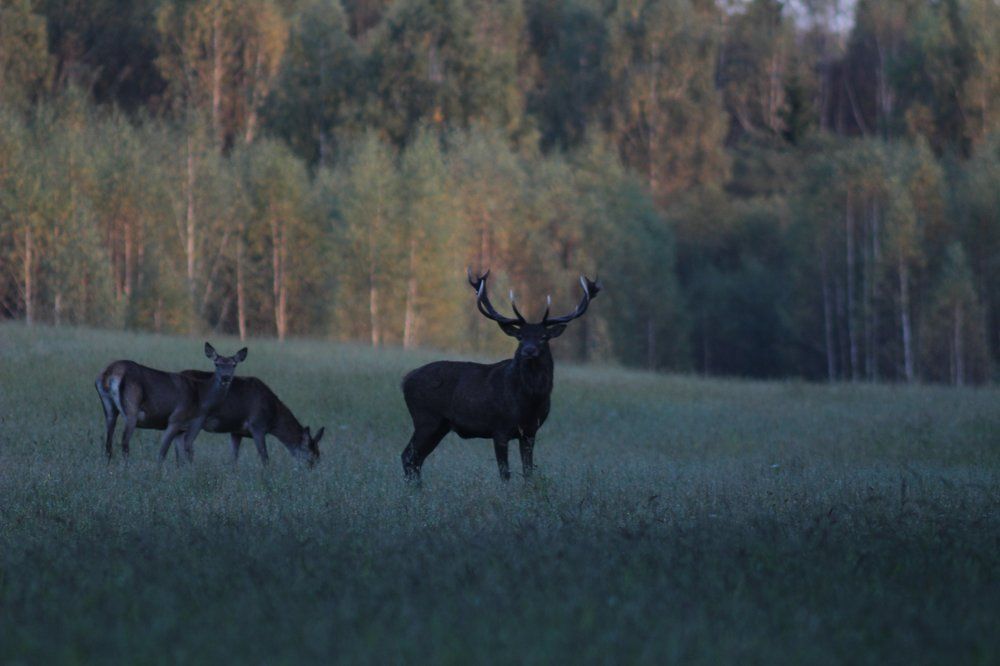Семья оленей