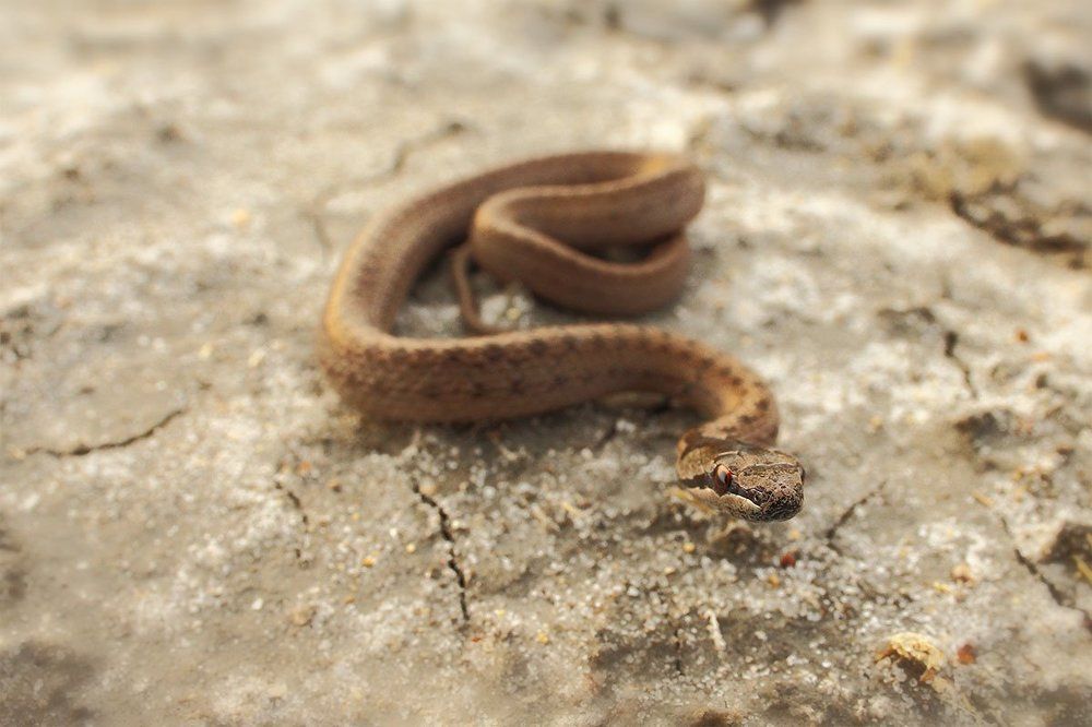 Близкий контакт