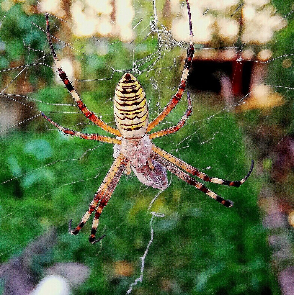 Сети паука