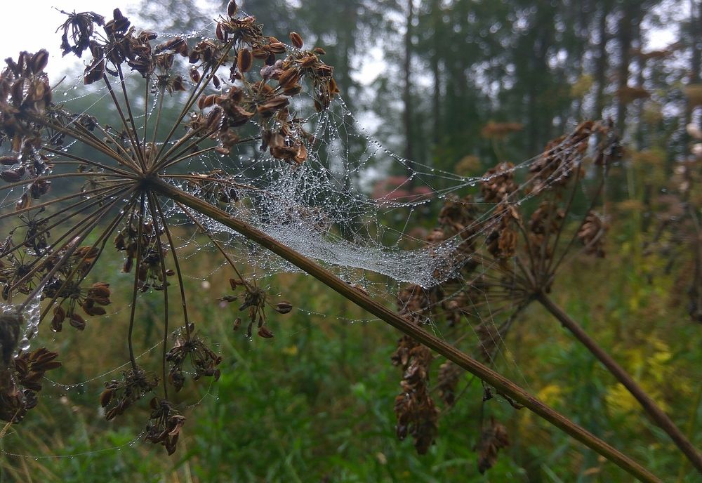 Осенние драгоценности