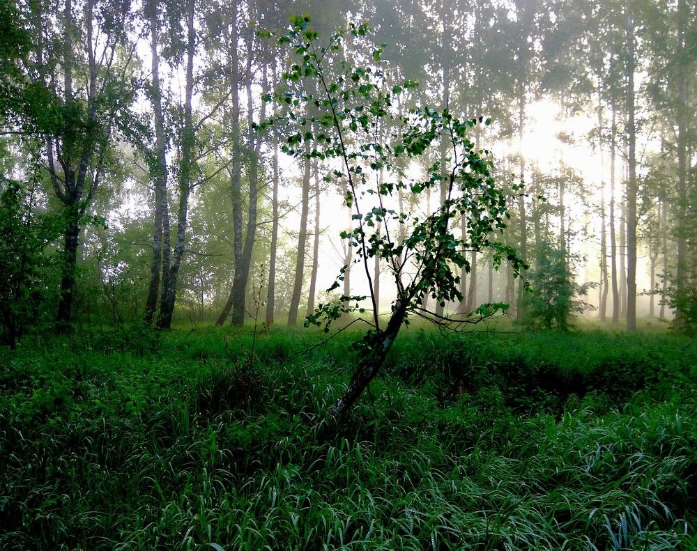 Зелёный флёр