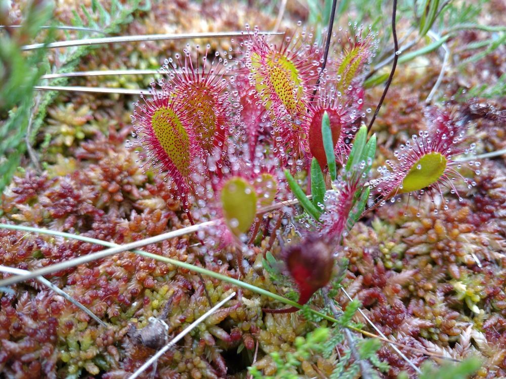 Drosera anglica