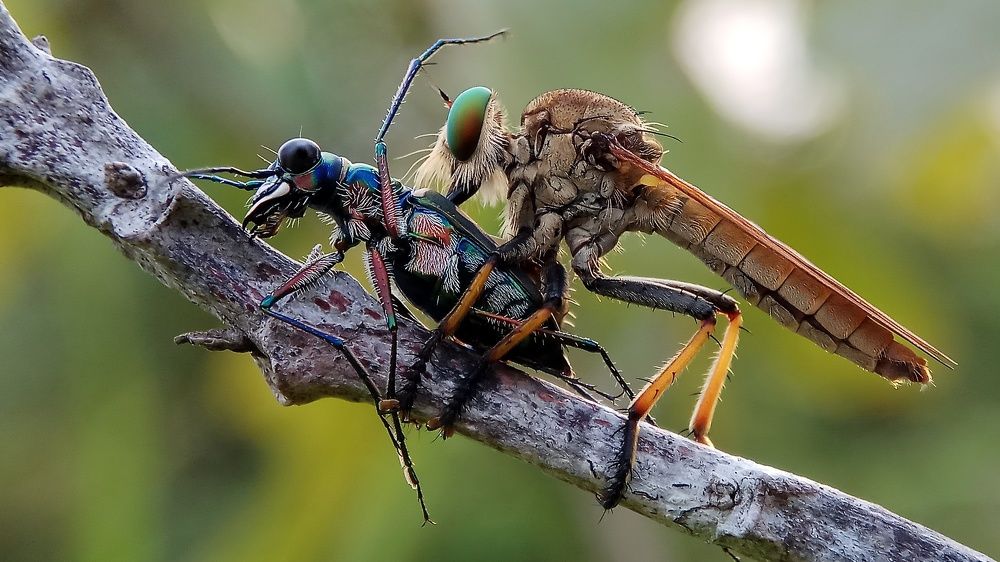 Robber Fly vs Tiger Beetle