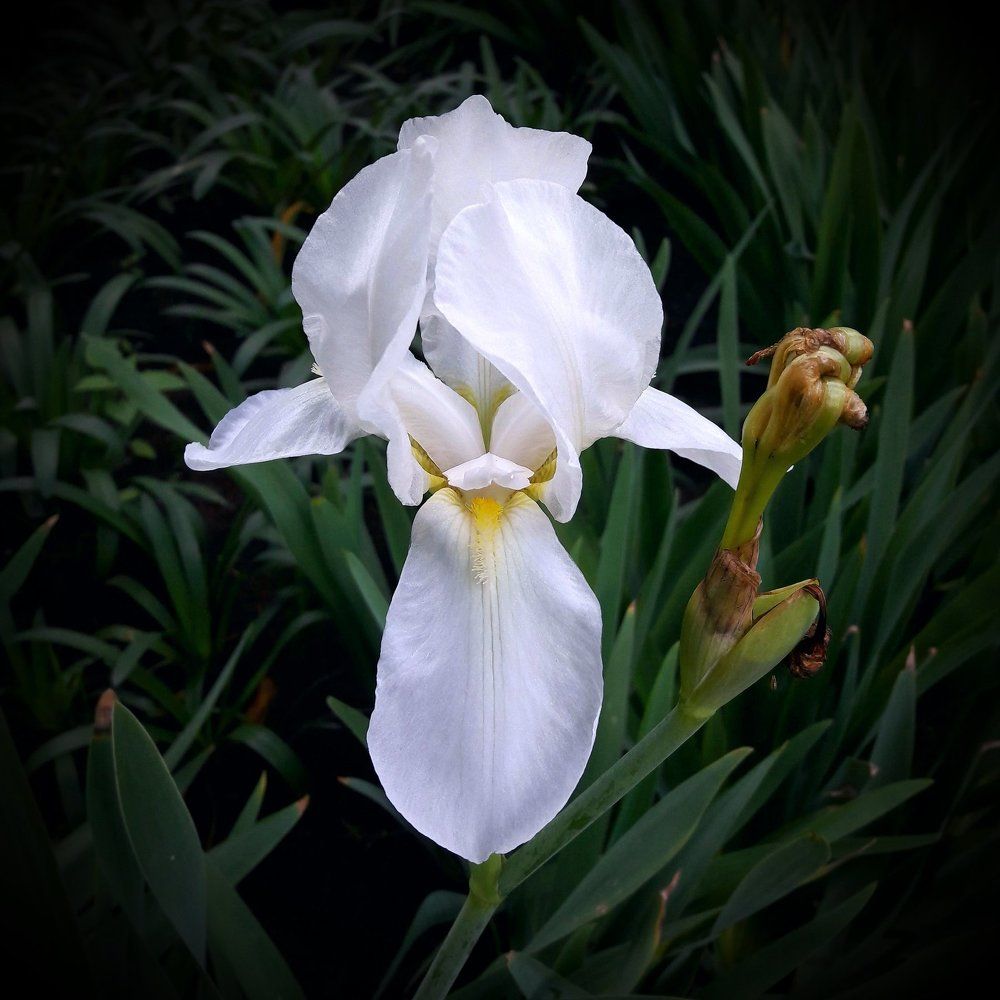 White Iris