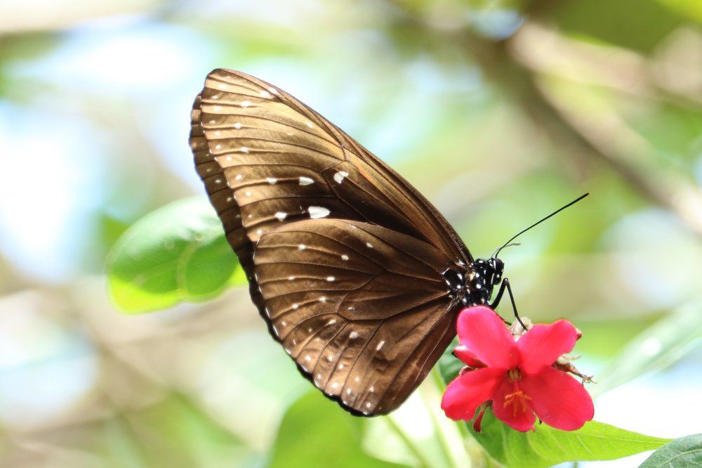 Butterfly Dream