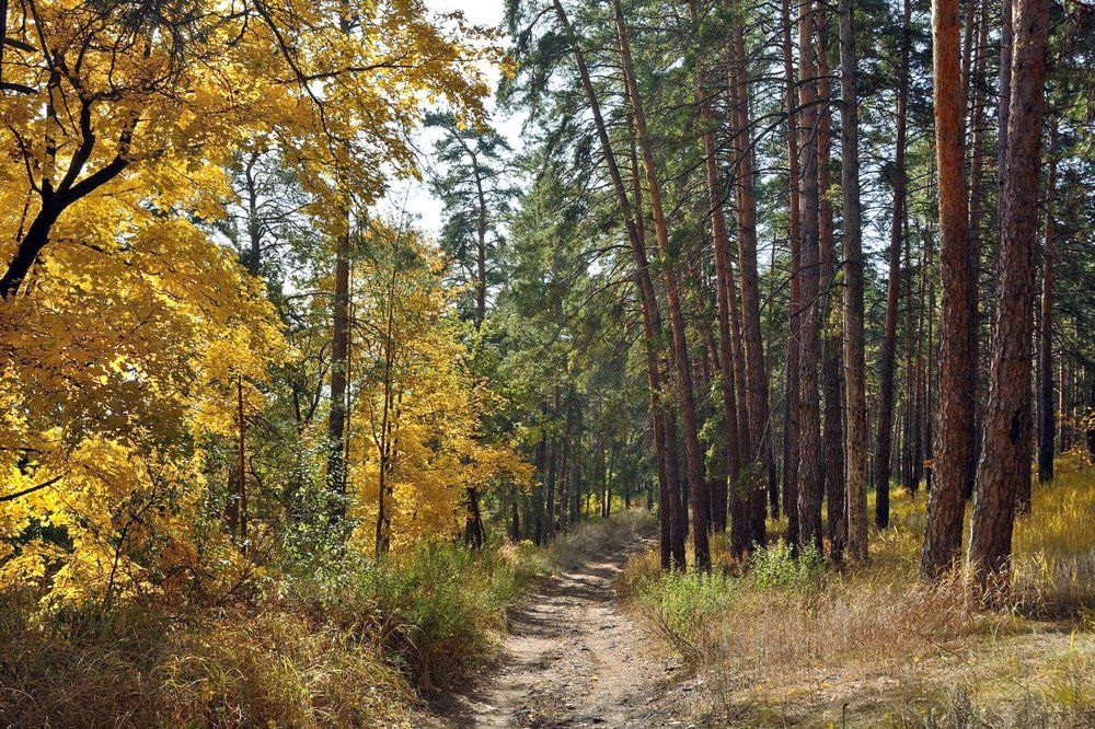 Лесные дорожки.