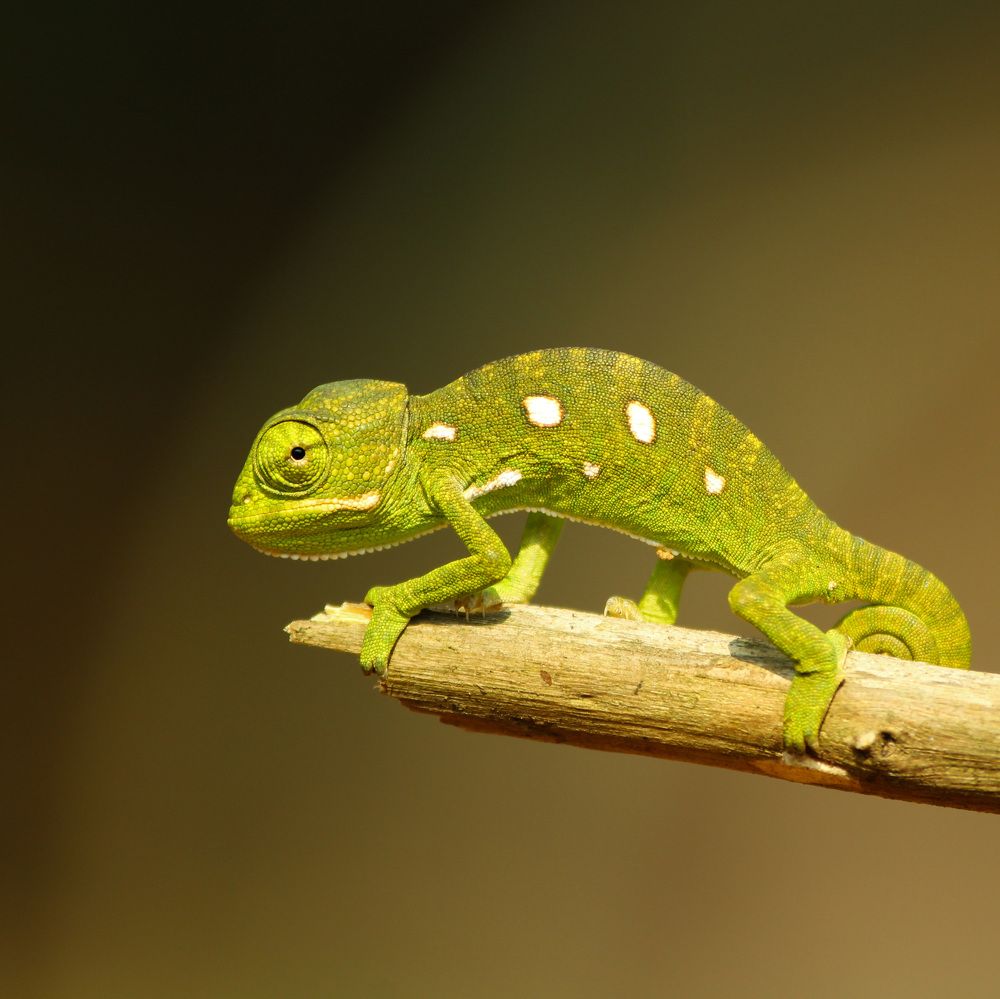 Changing colors.....