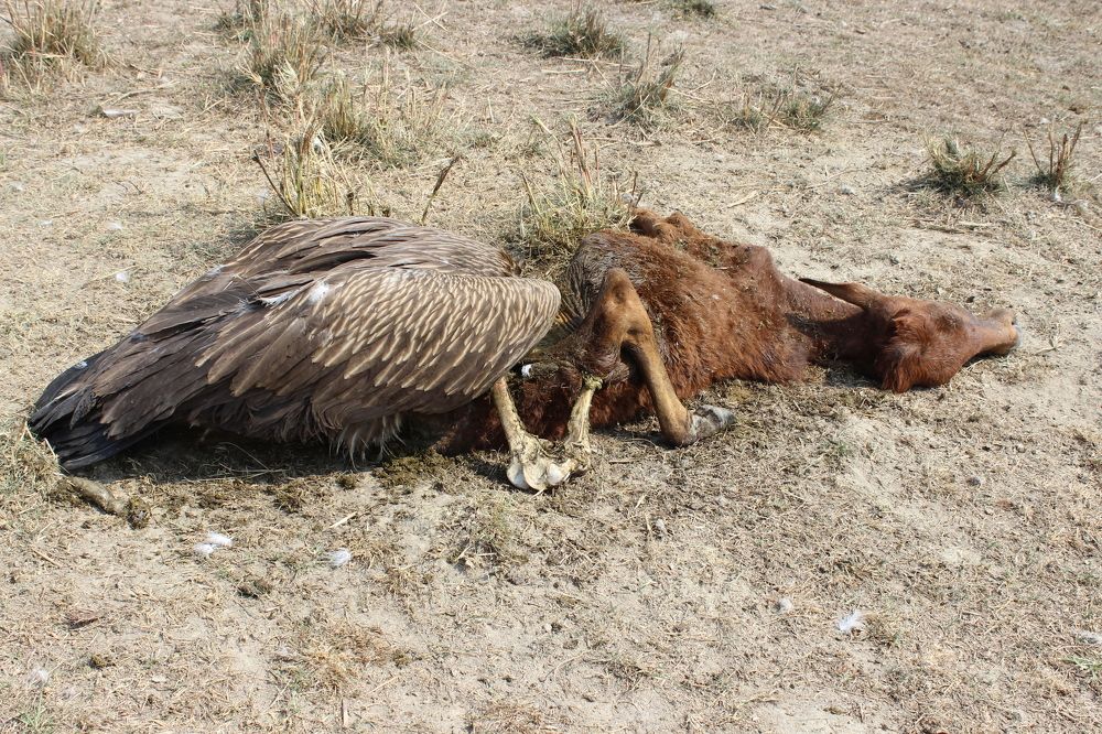 A rare vulture feeding in wild