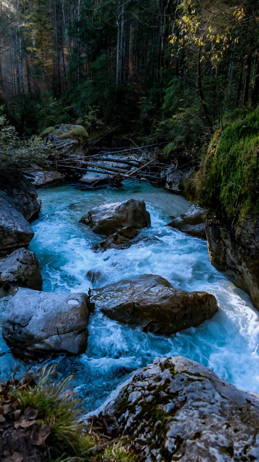 Into the wild