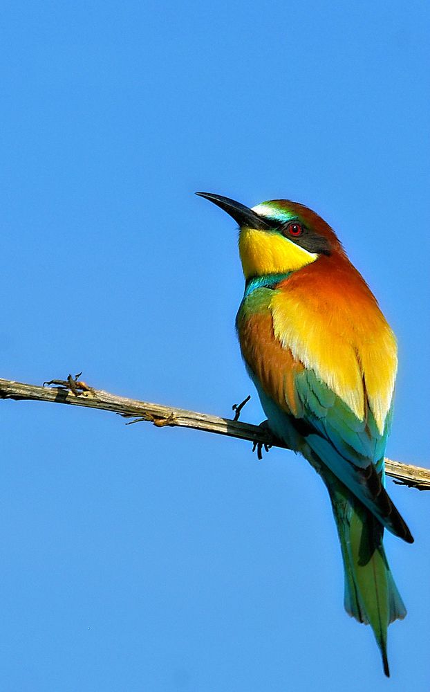 Merops apiaster