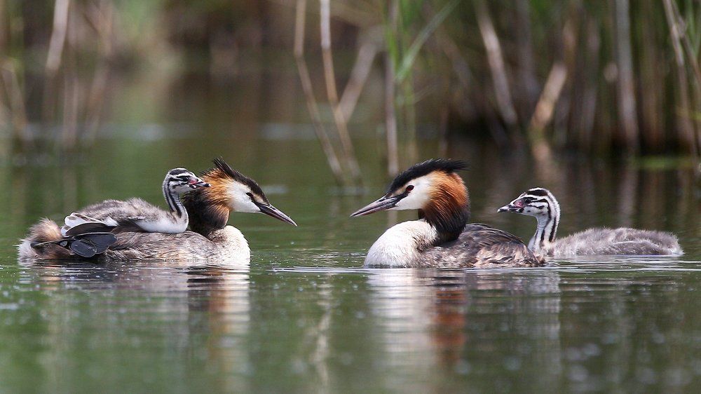 Grebe family