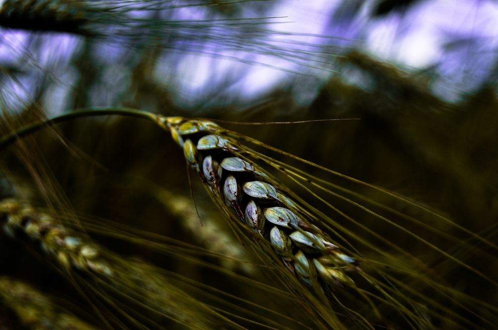 Photograph by Александр Шевкунов