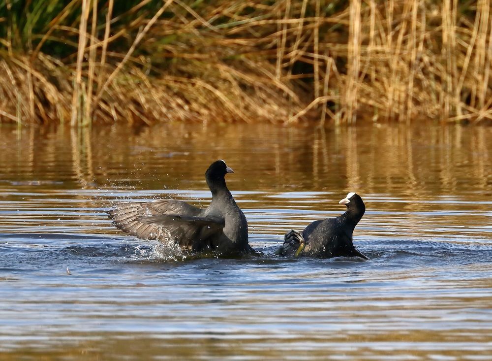 Eurasian Coot