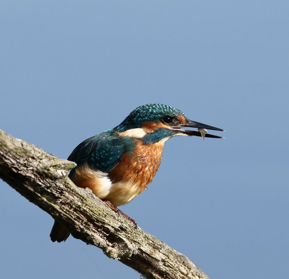 Kingfisher