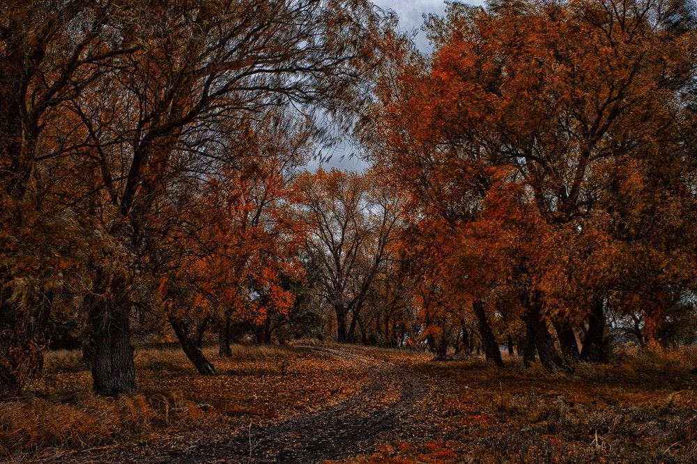 Осень золотая